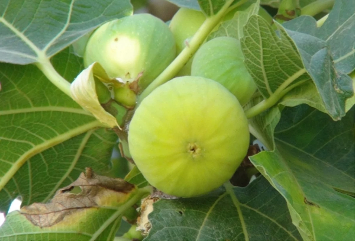 Yeşil Xurs Vadisi\'nde İncir Ağaçları Meyve Vermeye Başladı