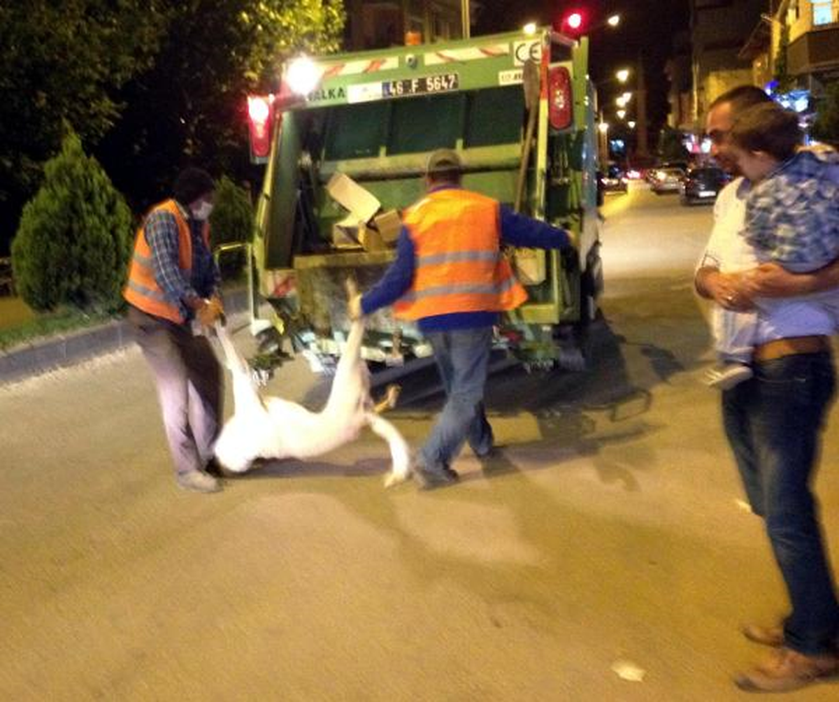 Belediyeden Sokak Köpeklerine Zehirli İğne ile İtlaf