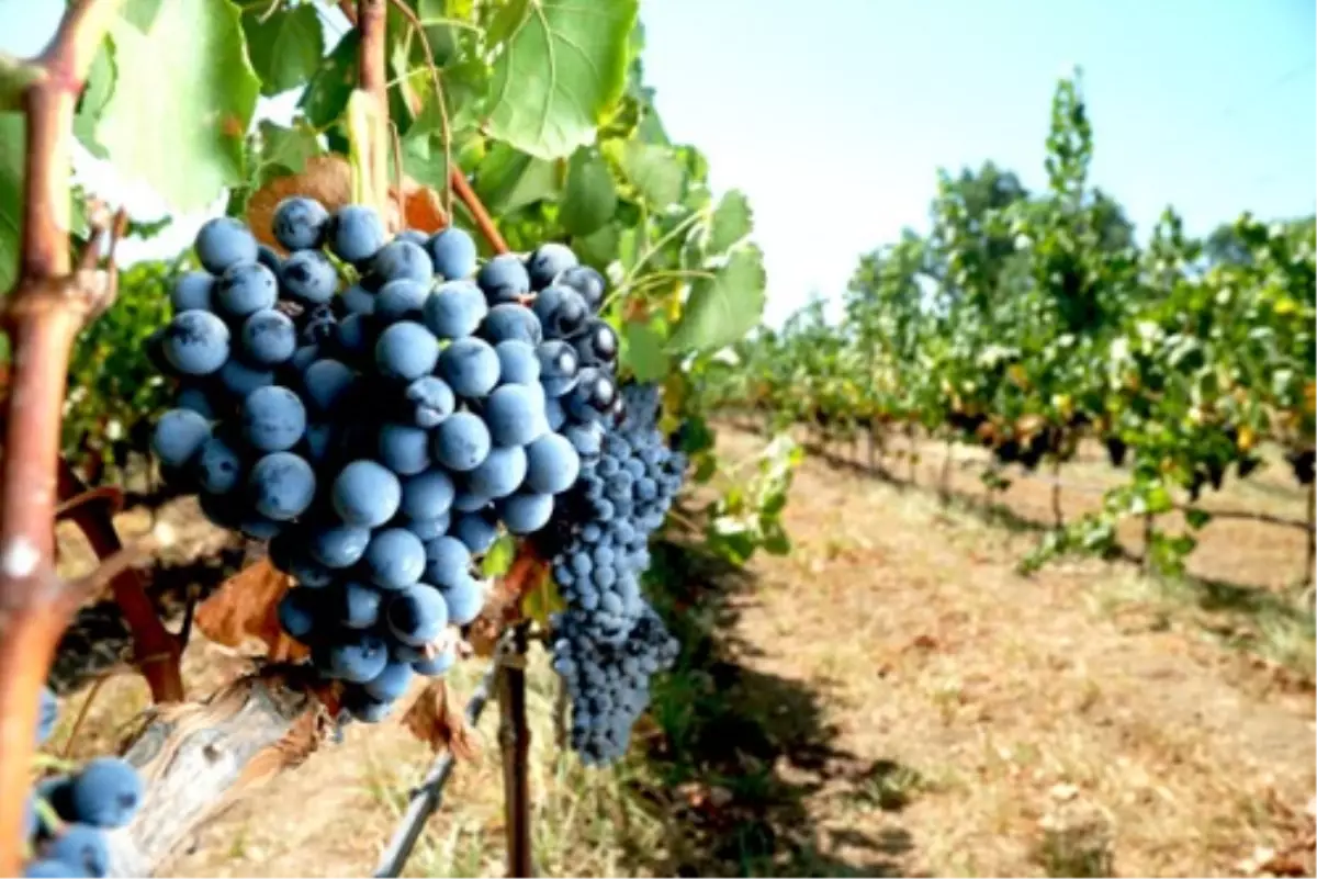 Bozcaada Üzümlerinin Suyu da Ekonomiye Kazandırıldı