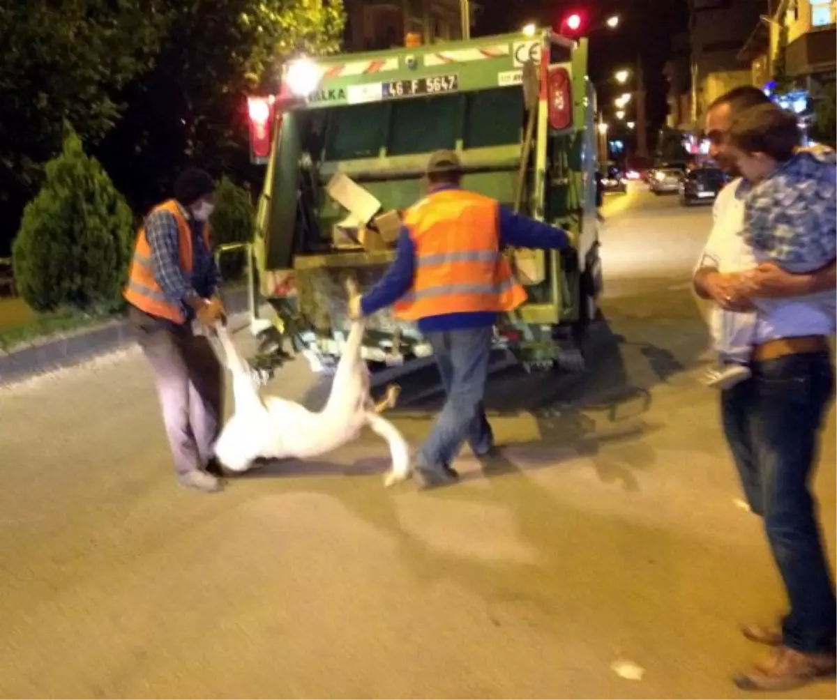 Çocukların Gözleri Önünde Köpekleri Zehirlediler