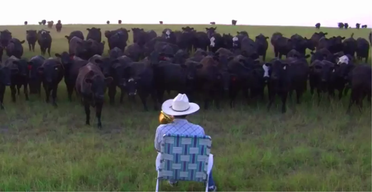 İneklere Trompetle Serenat Yapan Adam