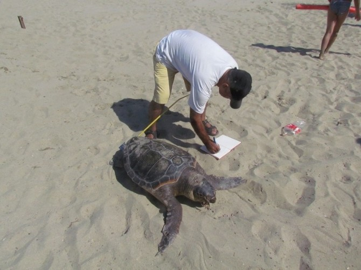 Kuşadasında Caretta Caretta Ölüsü Karaya Vurdu
