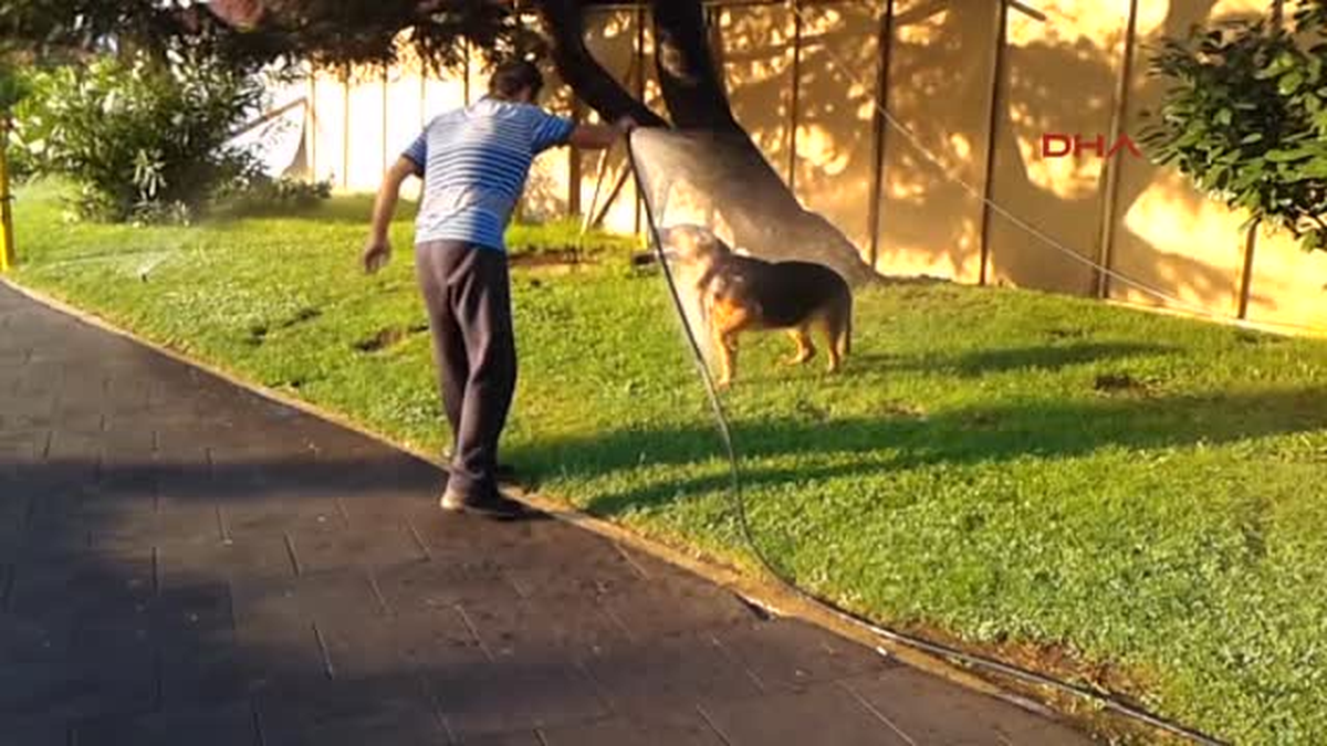 Sıcaktan Bunalan Köpek Hortumla Islatılarak Serinledi