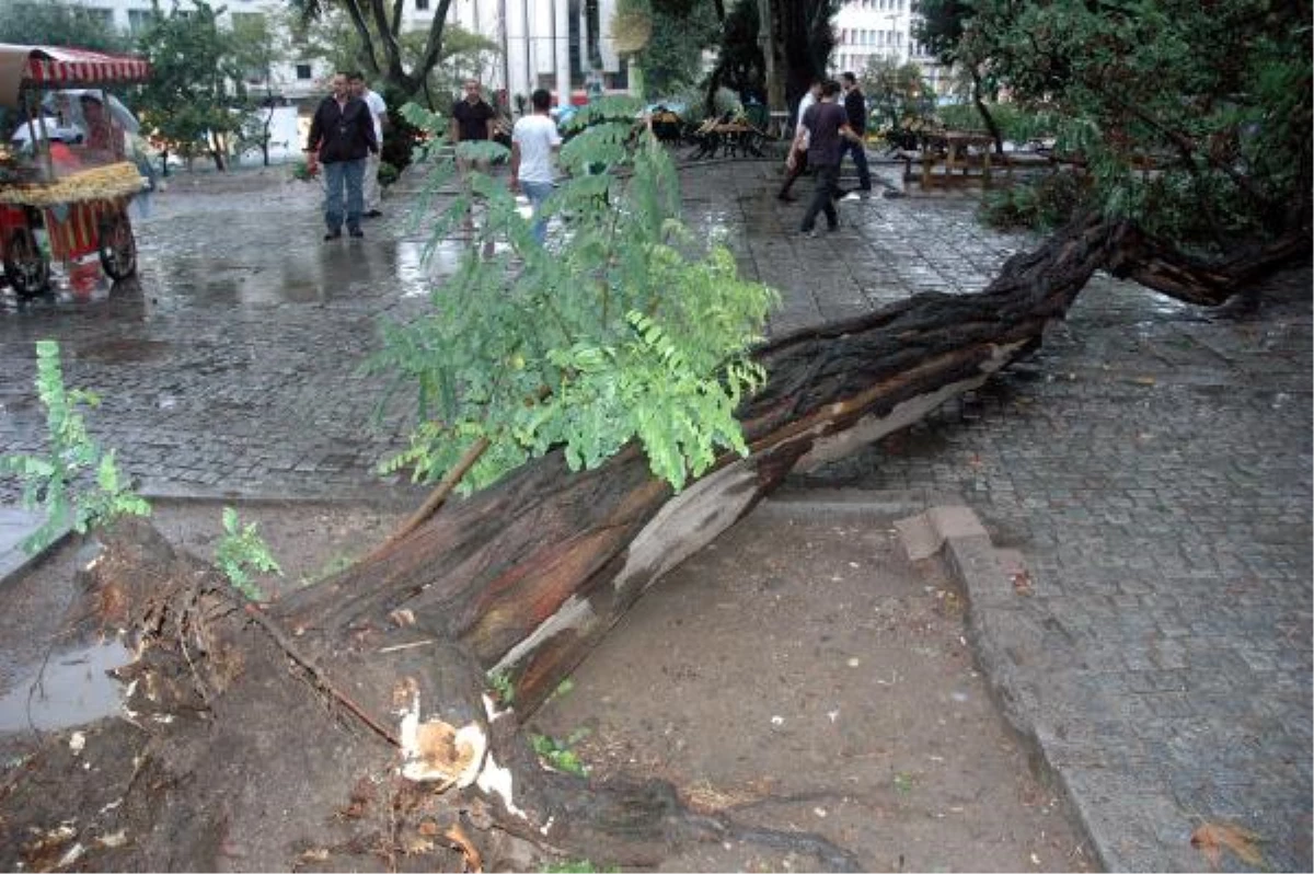 İstanbul\'da 20 Metrelik Akasya Ağacı Devrildi: 2 Kişi Ağır Yaralı