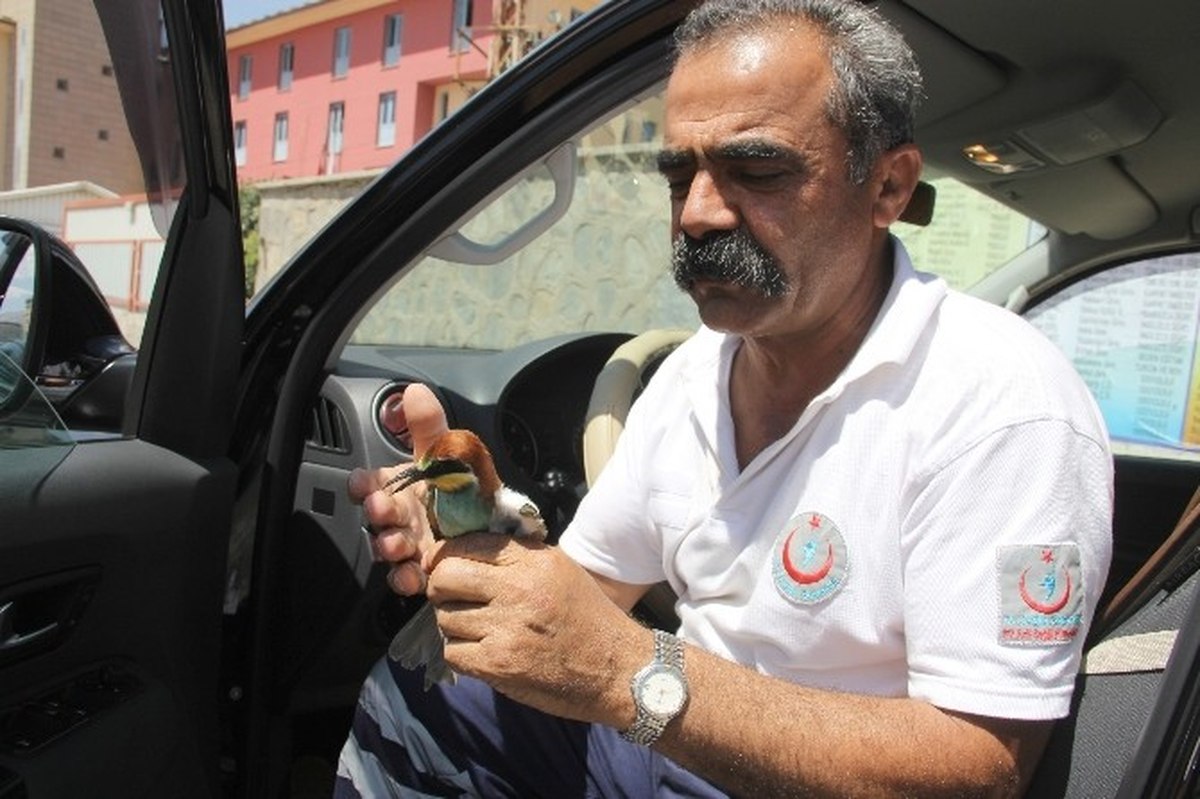 Ambulansın Çarptığı Kuş Tedavi Altına Alındı