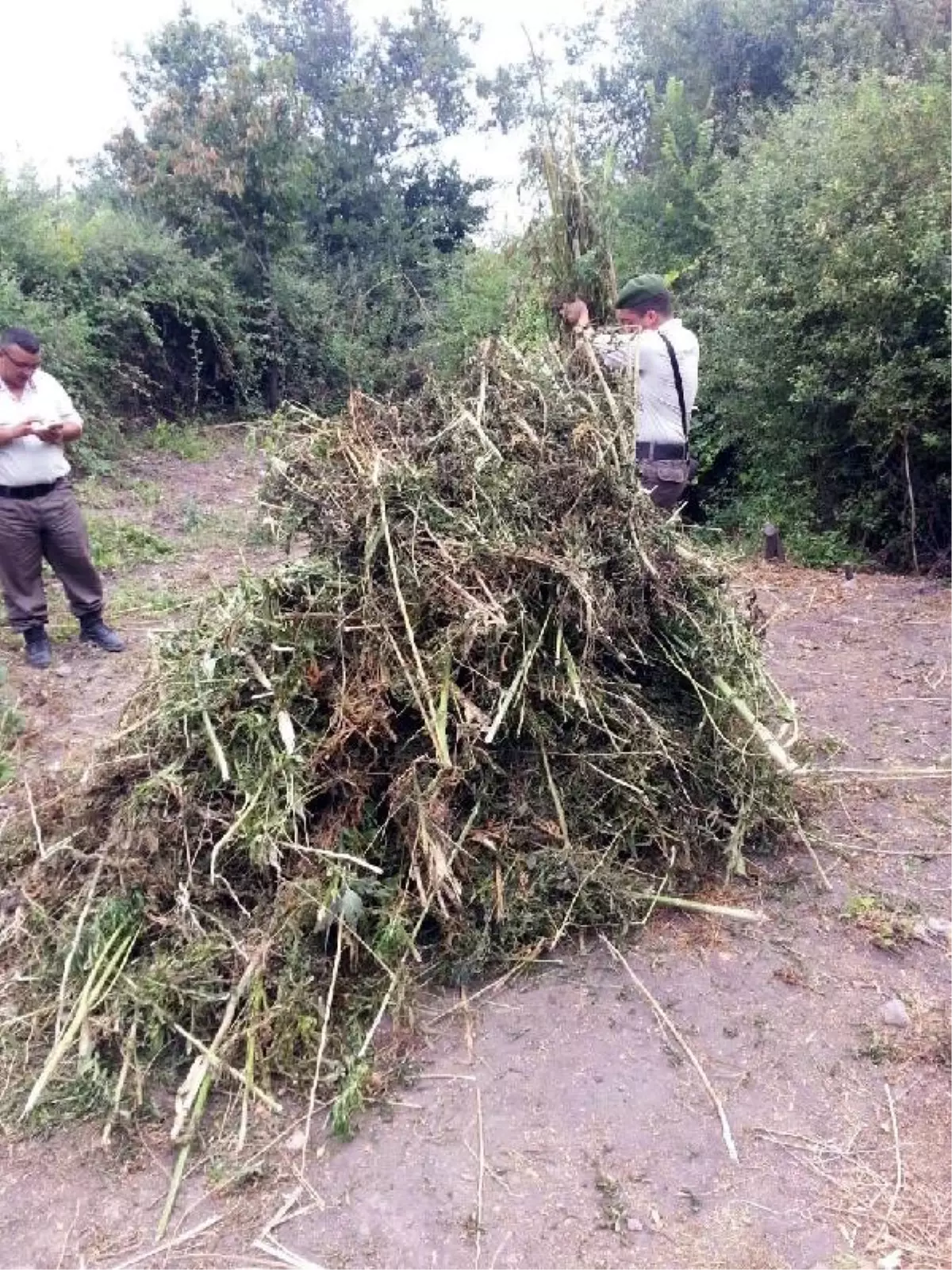 Balıkesir\'de 147.5 Kilo Esrar, 1 Gözaltı