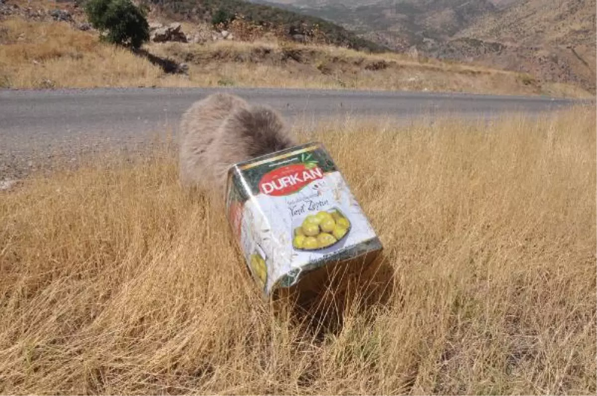 Başı Tenekeye Sıkışan Yavru Ayı Böyle Kurtarıldı