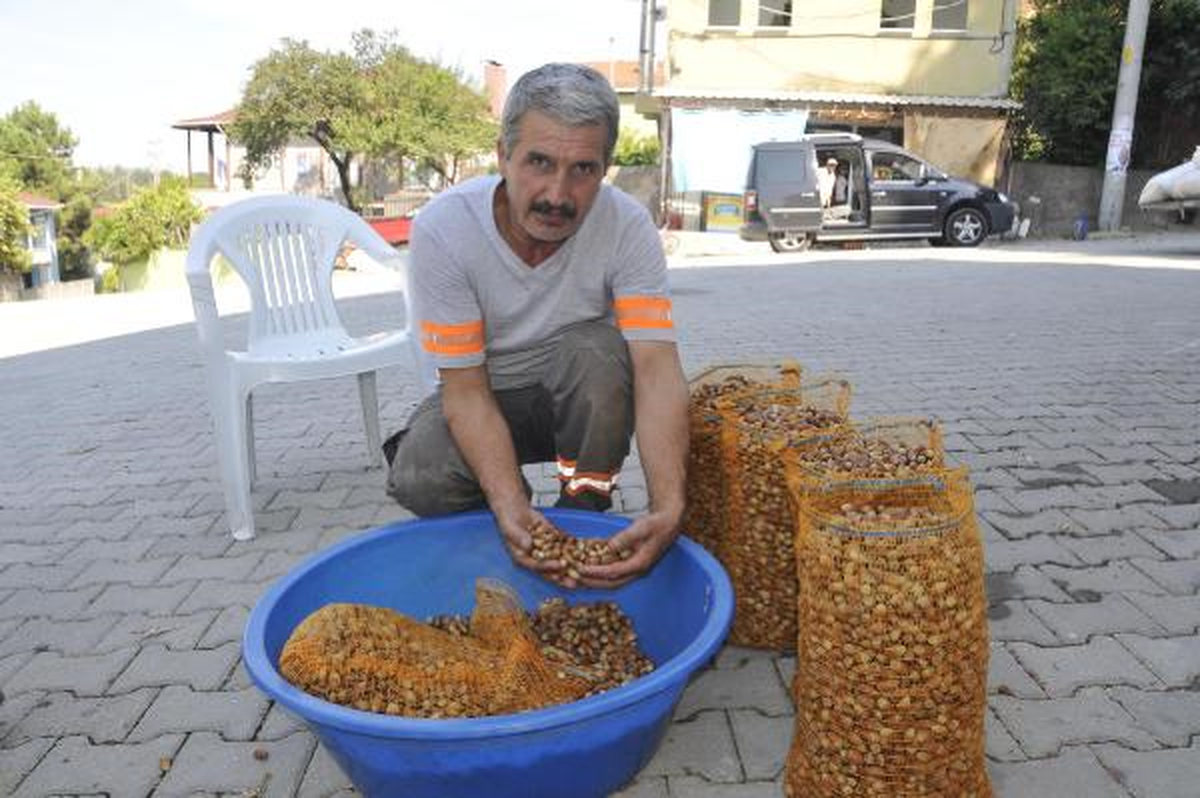 Değirmendere\'de Fındık Bahçeleri Yok Oluyor