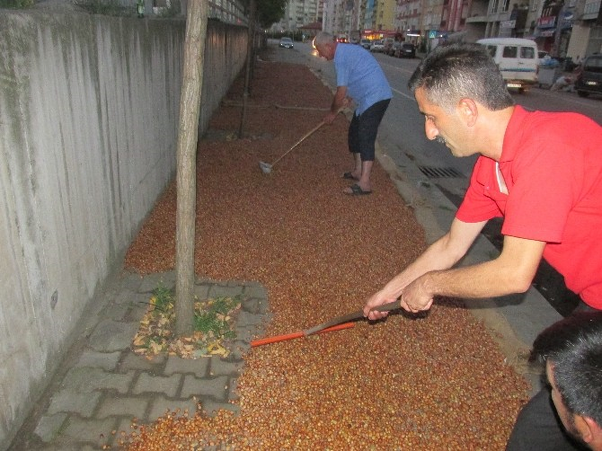 Giresun\'da Fındık Harmana ve Kaldırımlara İndi