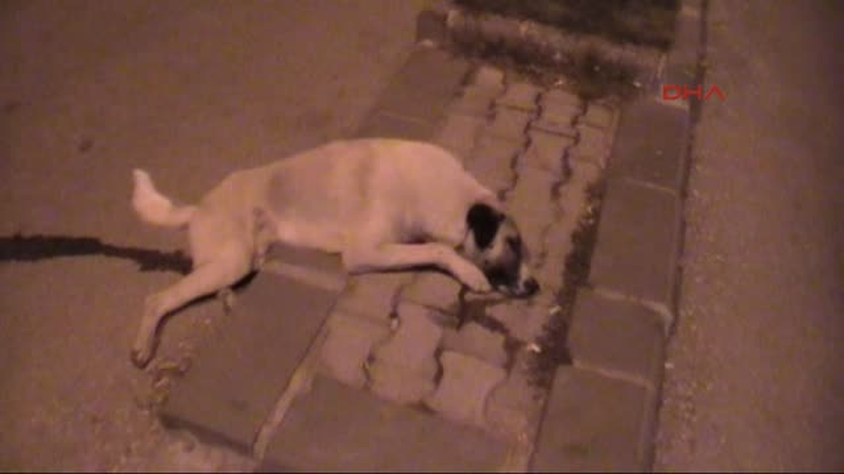 Göksun\'da Köpekler Komisyon Kararıyla İtlaf Edilmiş