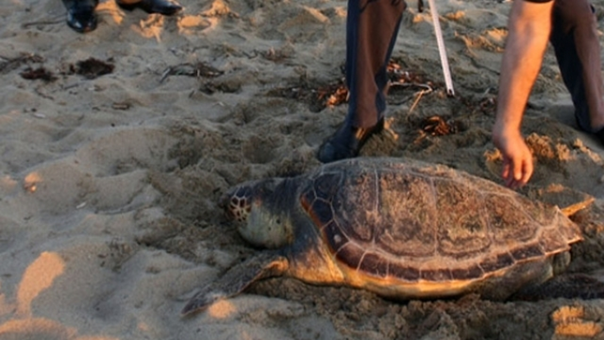 Kuşadası\'nda Ölmüş Caretta Caretta Sahile Vurdu
