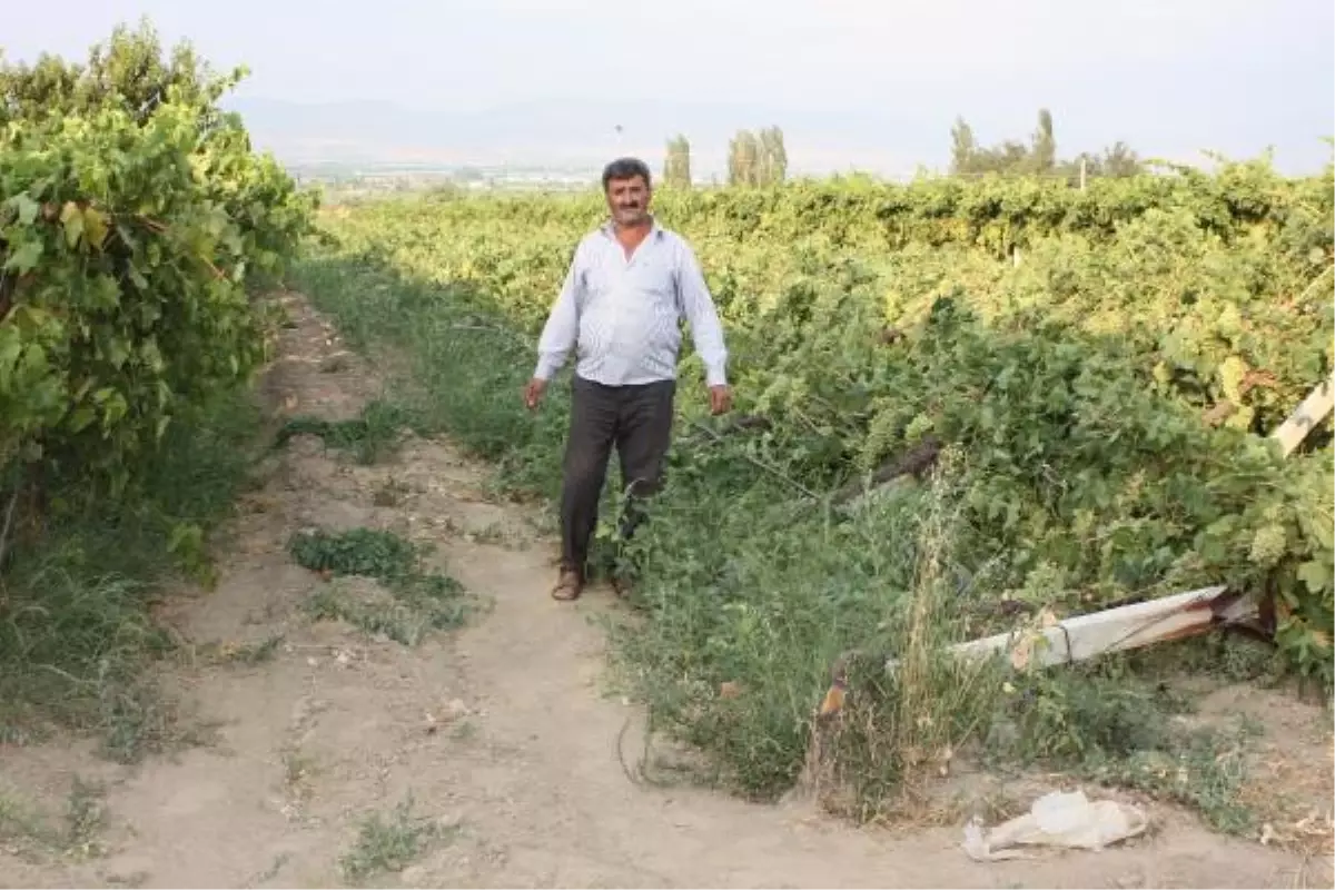 Rüzgar Üzüm Bağlarına Zarar Verdi