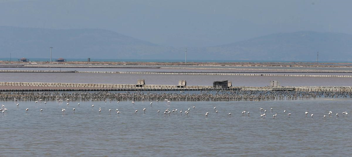Yavru Flamingolar "Kreşte" Eğitim Alıyor