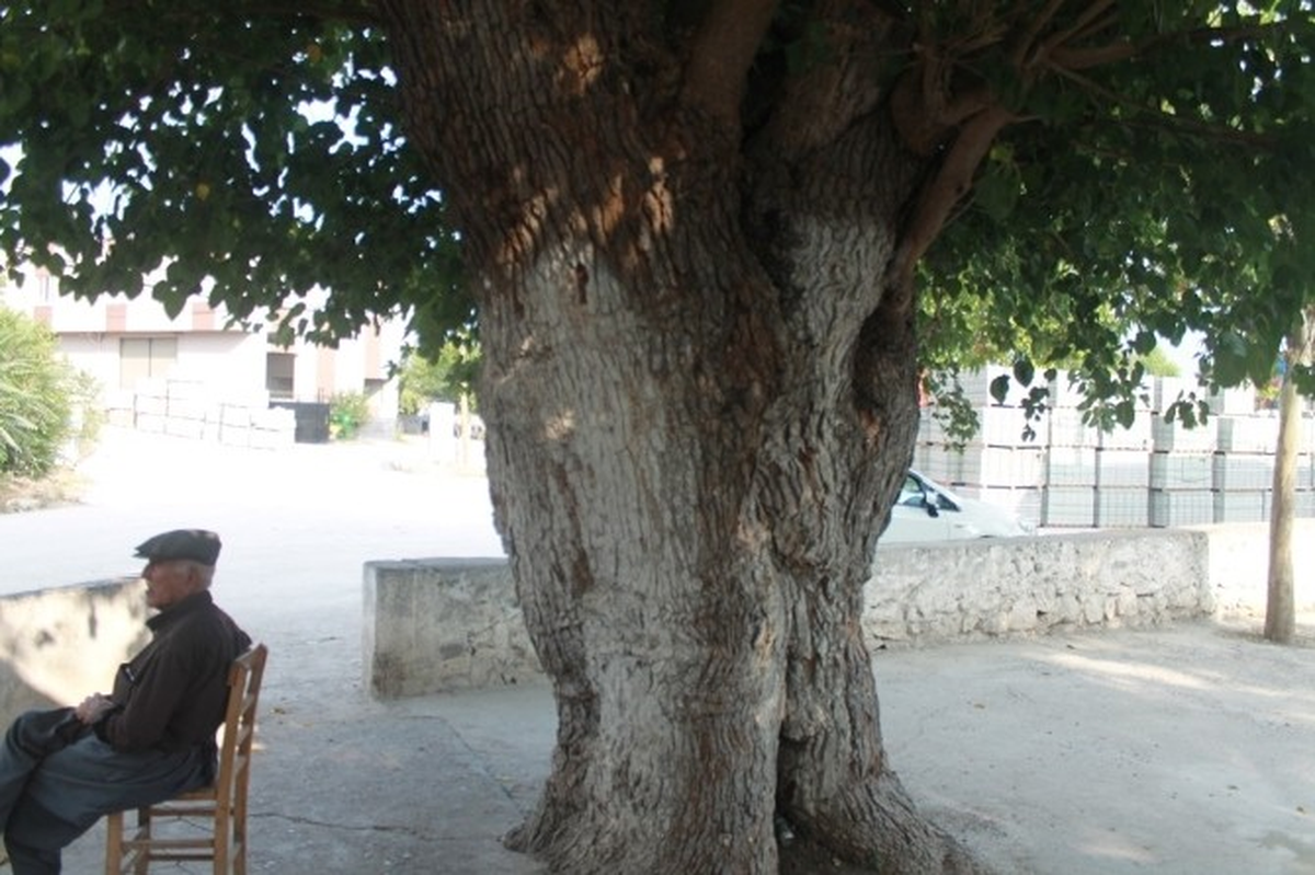 67 Yıllık Dut Ağacı Gövdesinde Asma Üzümü Besliyor