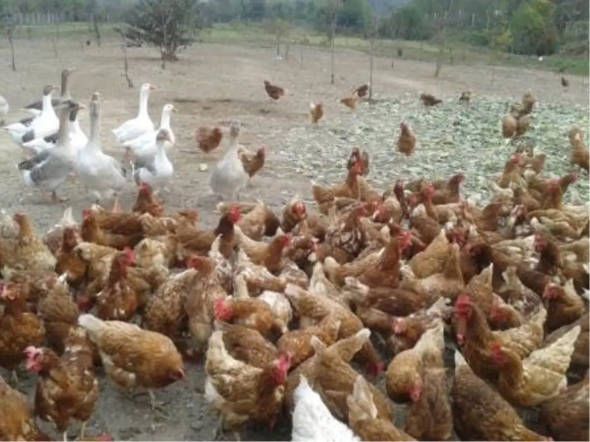 Villalar İçin Tavuk Yetiştiriyor