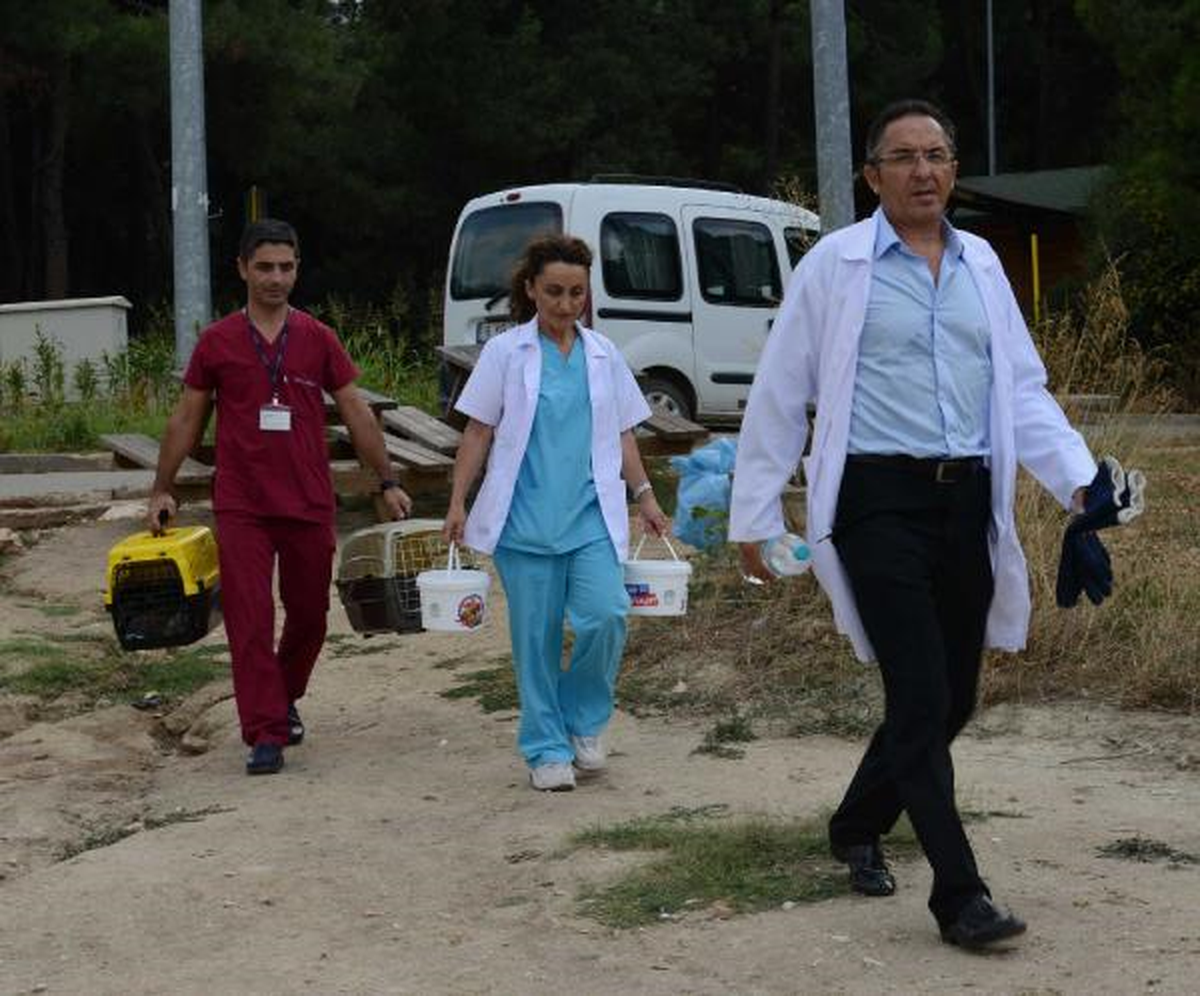 Anneleri Telef Olan Yavru Kirpiler Doğaya Salındı