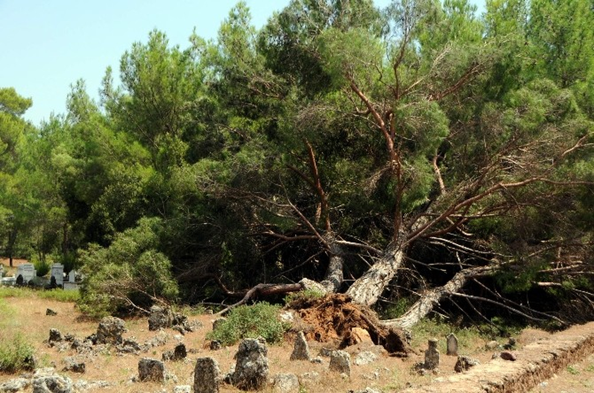 Antalya\'da Hortum Ağaçları Yerinden Söktü