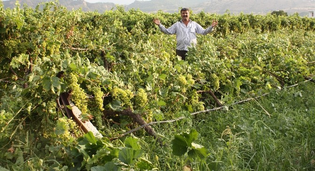 Fırtına Bağlara Zarar Verdi