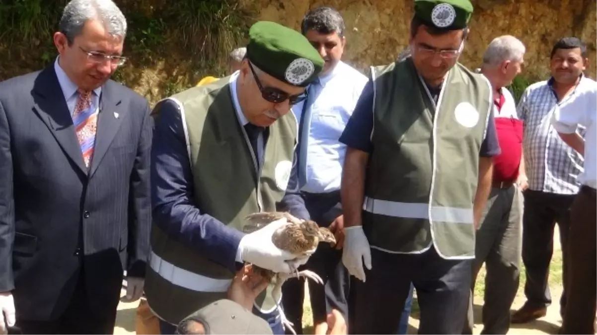 Giresun'da Doğaya 500 Adet Sülün Bırakıldı