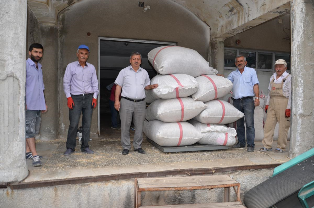 Gümüşhacıköy\'de Haşhaş Kapsülü Alımları Başladı