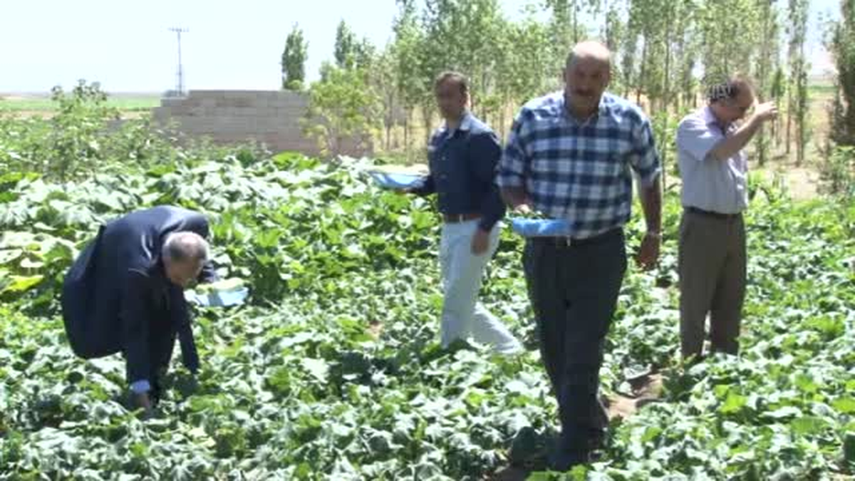 İki Bin Rakımda Sebze Bahçeleri Oluşturuldu