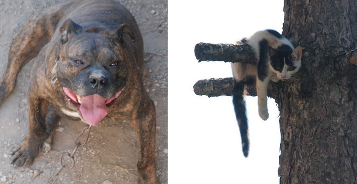 İnatçı Kedi İtfaiyeye Zor Anlar Yaşattı