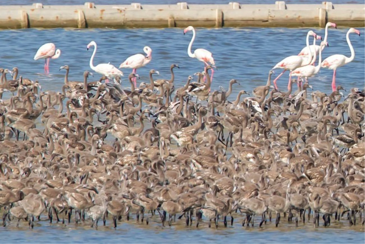 İzmir Kuş Cenneti \'Flamingo\' Yolu Gibi