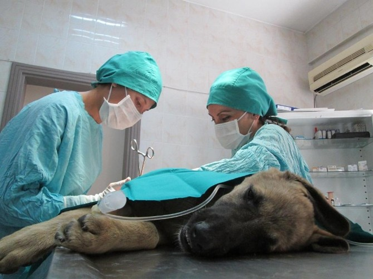 Kazazede Köpeğe Ameliyat