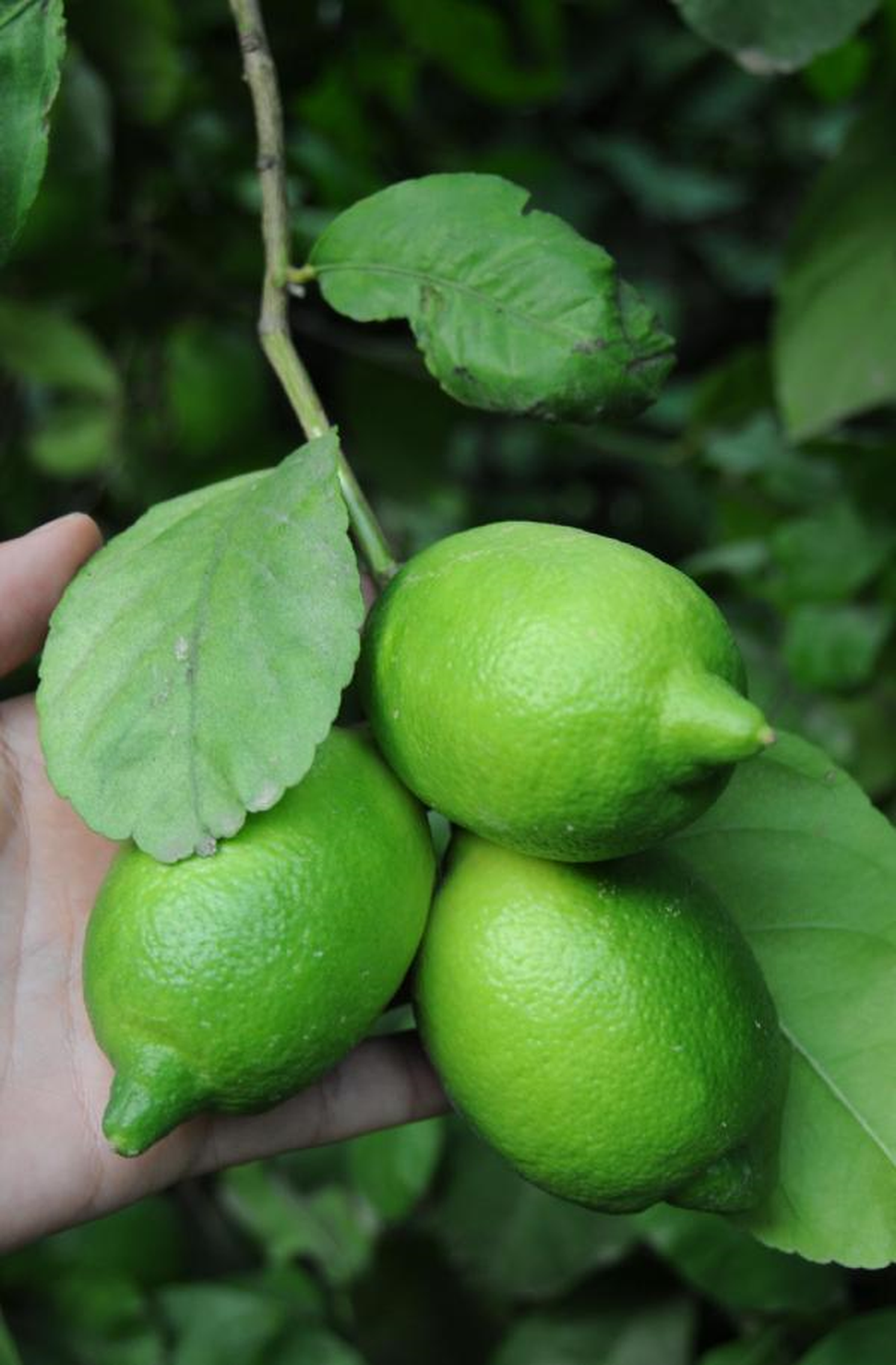 Limonun Fiyatı Yüz Ekşitiyor