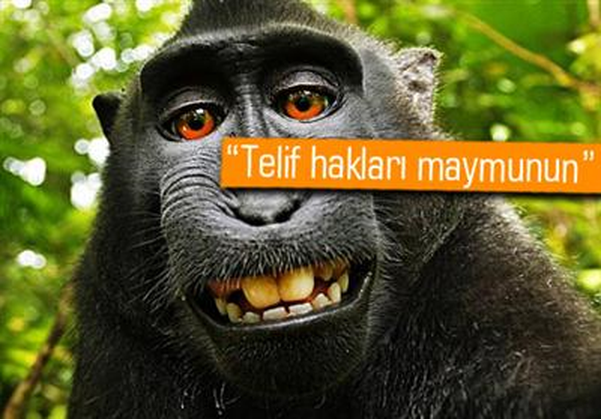 Maymunların Selfiesi Davalık Oldu