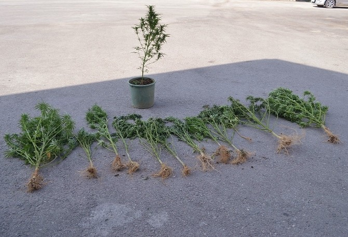 Saksı İçine Ekili Halde 13 Kök Hint Keneviri Ele Geçirildi