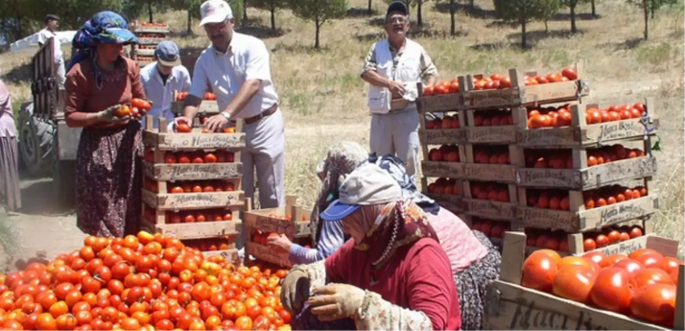 Salçalık Domates'Te Hasat Başladı, Alım Fiyatları Yükseldi
