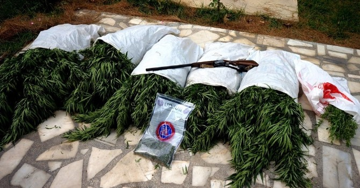 Sarıgöl\'de Bin 600 Kök Kenevir Ele Geçirildi