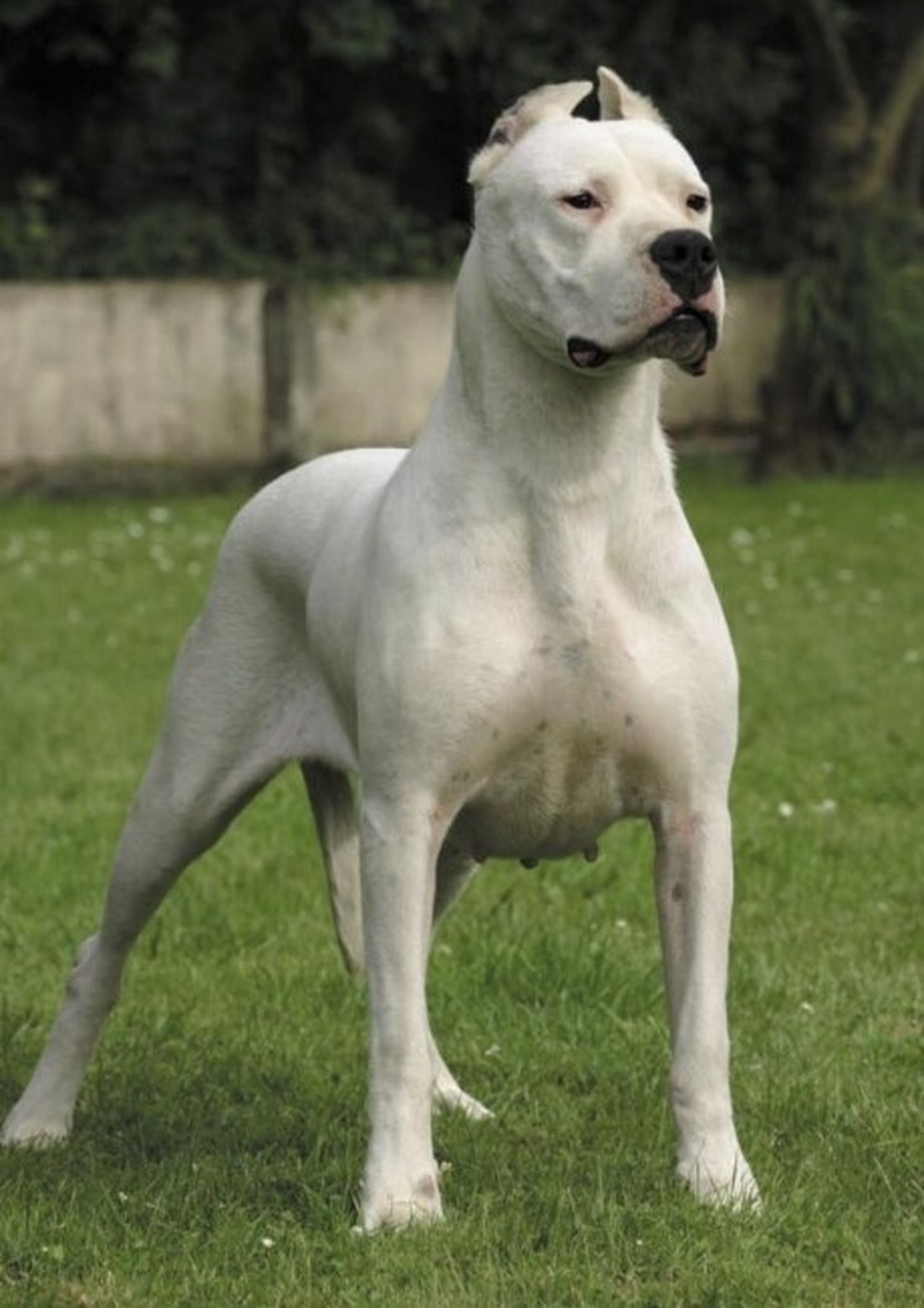 Tehlike Arz Eden Köpekler Hakkında Uyarılar