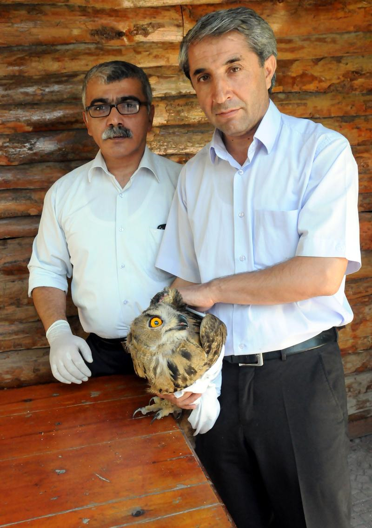 Yaralı Baykuş Tedaviye Alındı