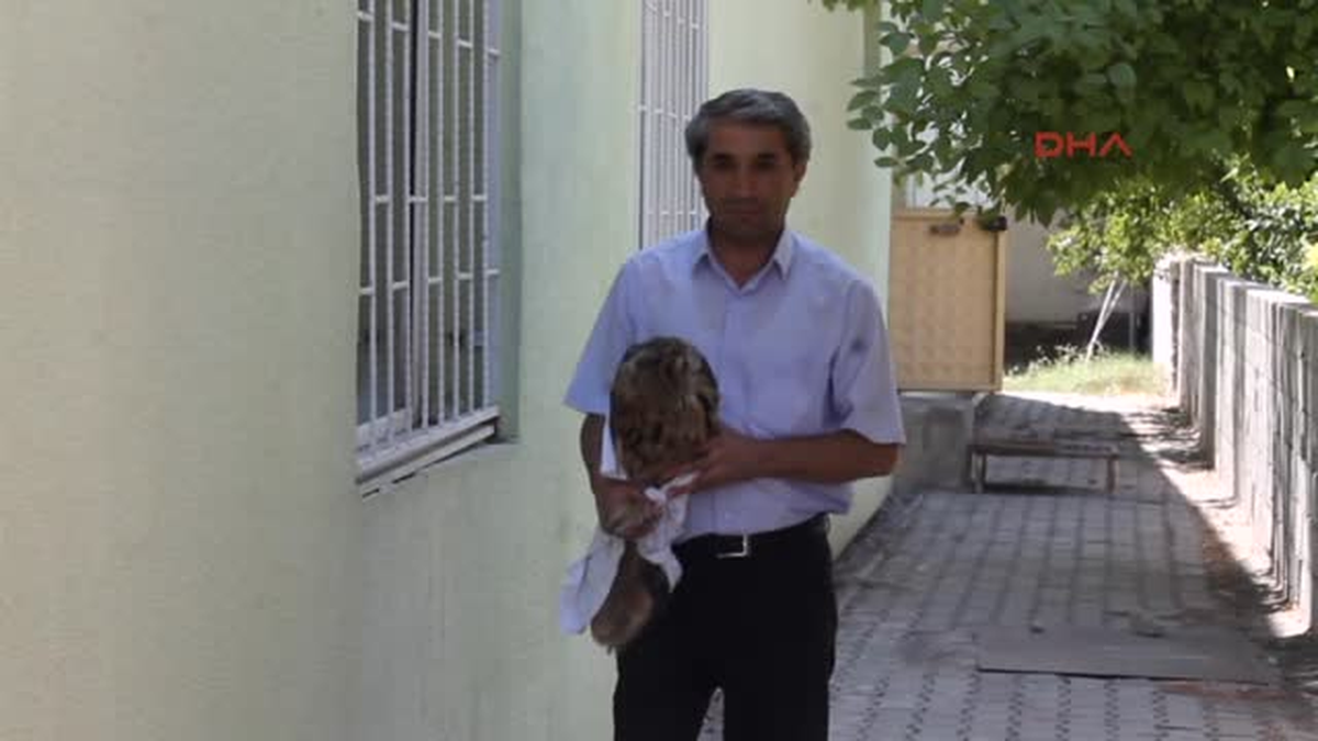 Yaralı Puhu Kuşu Tedavi Altına Alındı