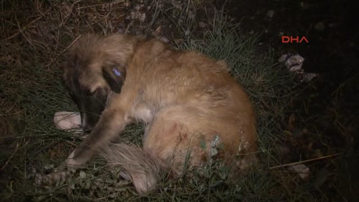 Uşak\'ta Yaralı Sokak Köpeği İçin Seferberlik