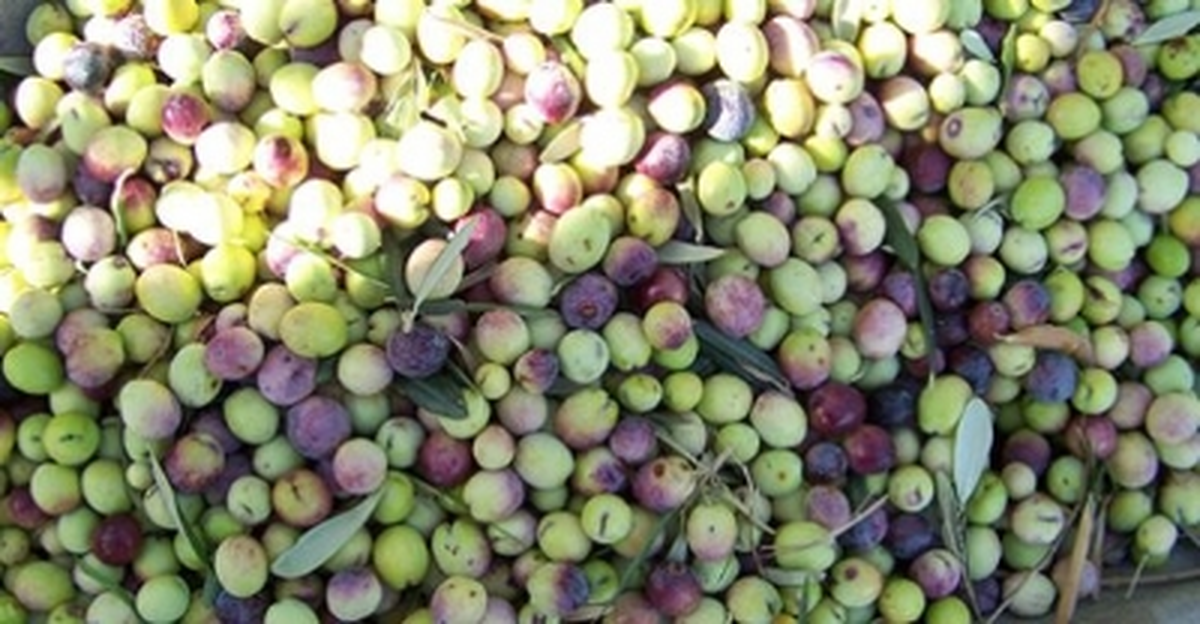 Balıkesir\'de Zeytin Sineği Zararlısına Karşı 3,3 Milyon Liralık Önlem