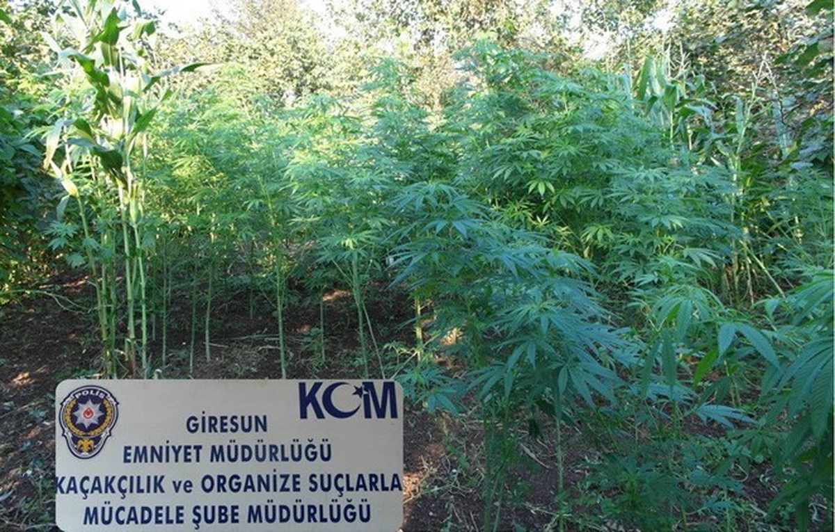 Giresun\'da 702 Kök Kenevir Ele Geçirildi