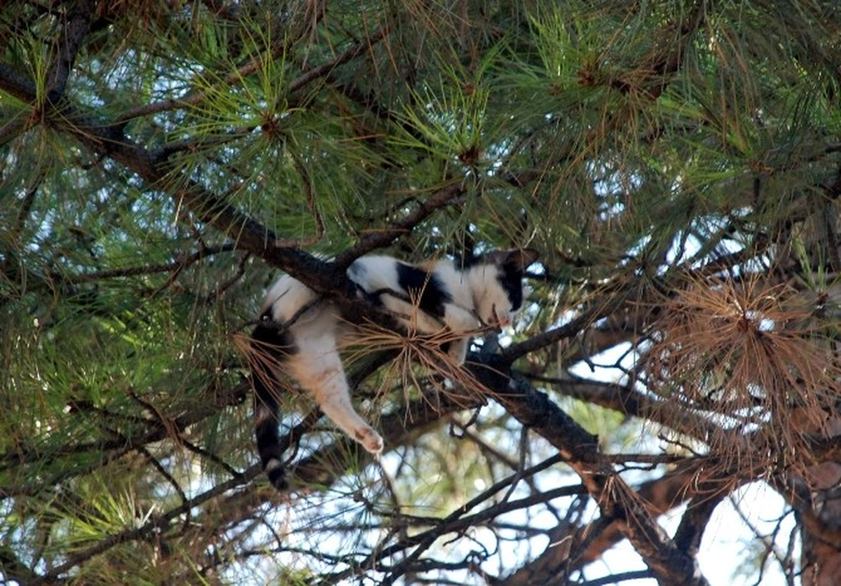 Yavru Kedi İkinci Operasyonda Kurtarıldı