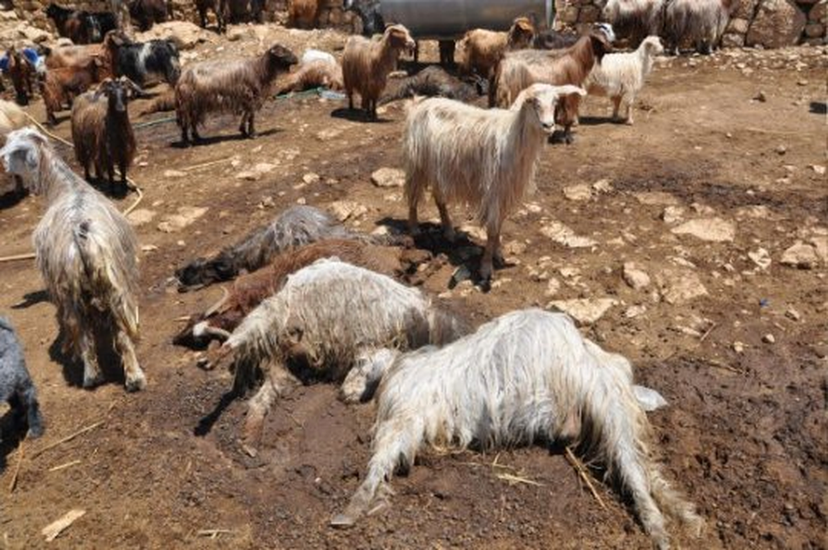 Kırklareli\'ndeki Küçükbaş Hayvan Ölümleri