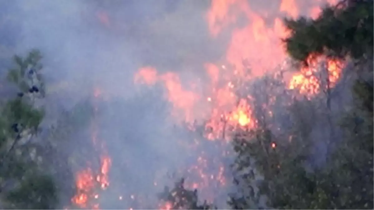 Samsun'da Orman Yangını