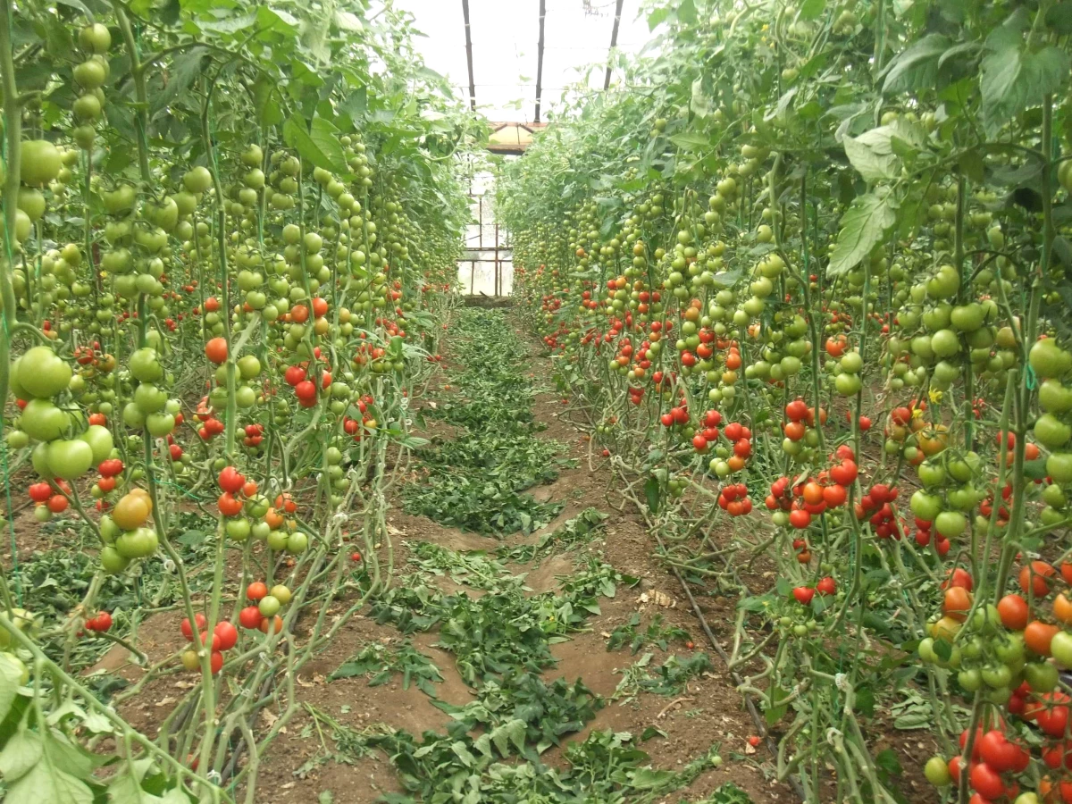 Örtü Altı Tarımında Yeni Sezon Hazırlıkları