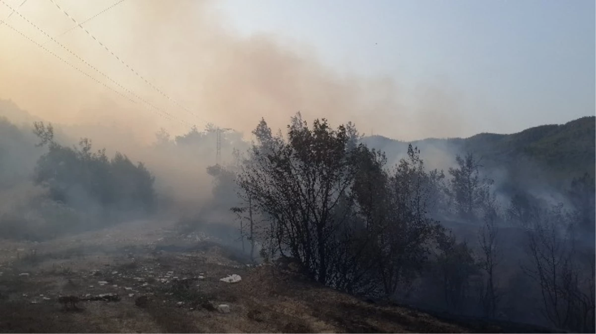 Bilecik Bayırköy Paşalar Mevkii\'nde Orman Yangını