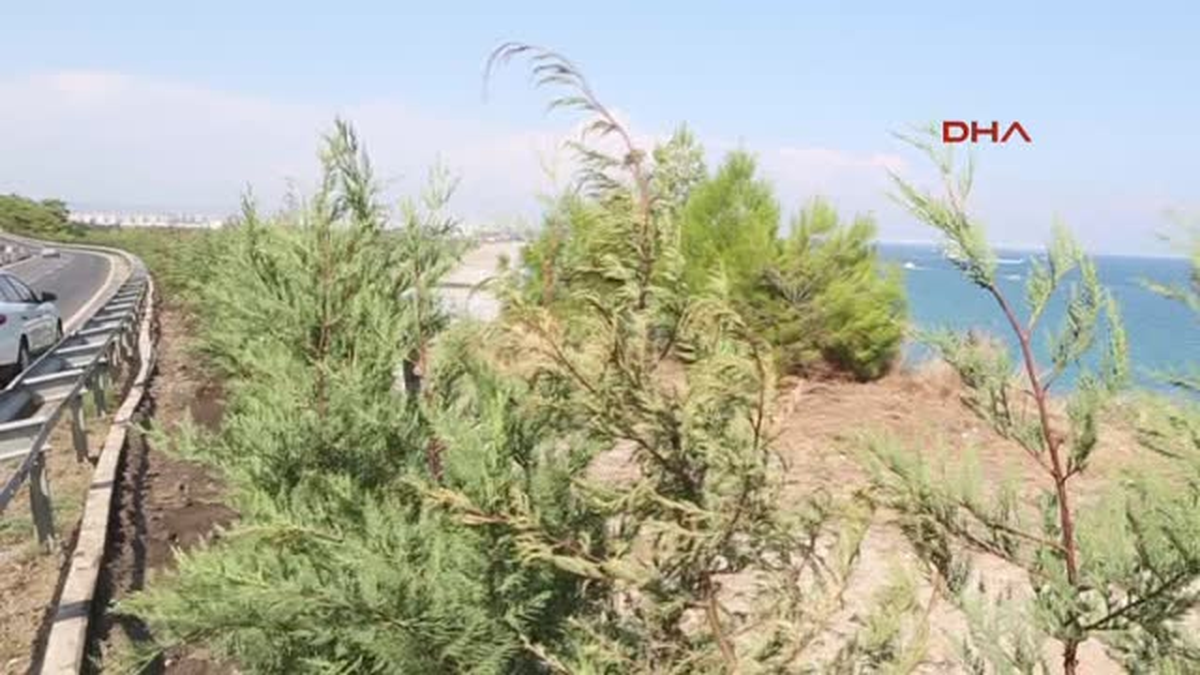 Antalya\'daki Kadınlar Plajı\'na Çam Ağaçlı Kamuflaj