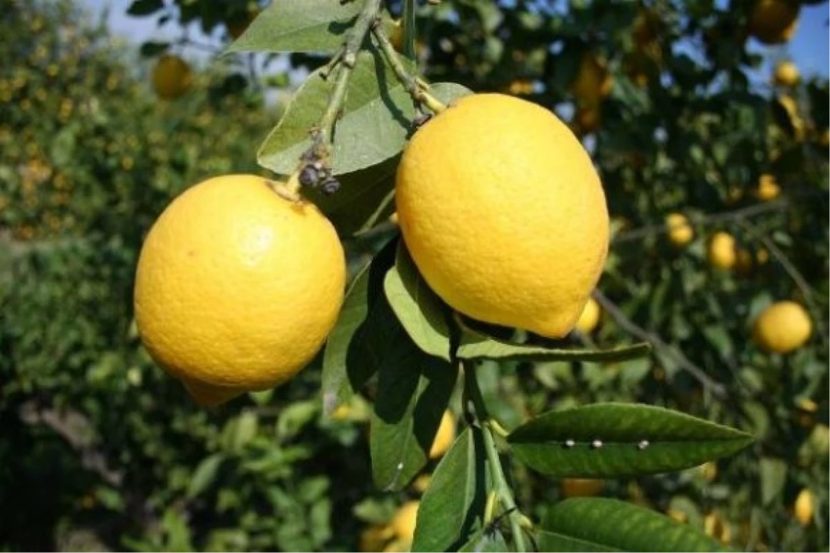 Limon Üreticileri Sezona Umutla Bakıyor