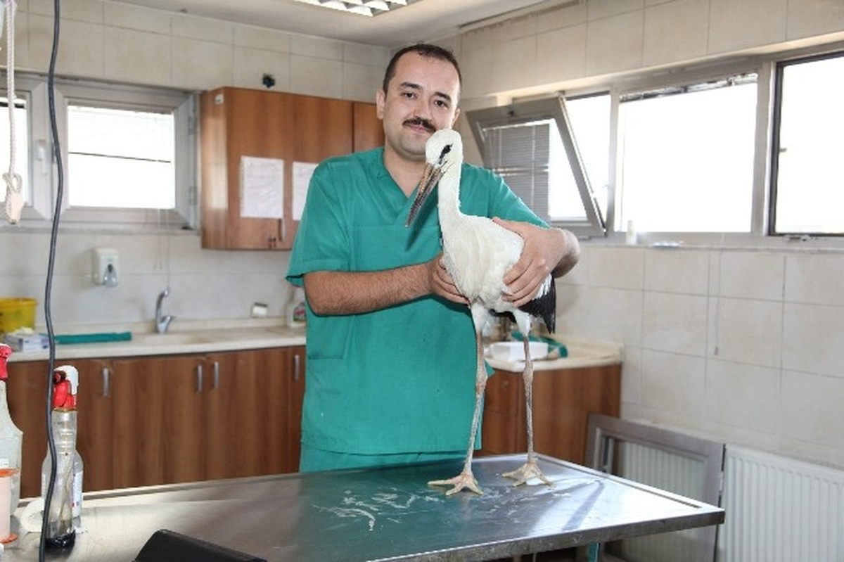 Yaralı Leylek Yuvasına Döndü