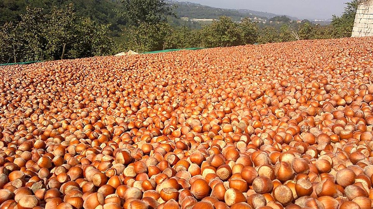 Rekolte Kaybı Patozcuyu Mağdur Etti