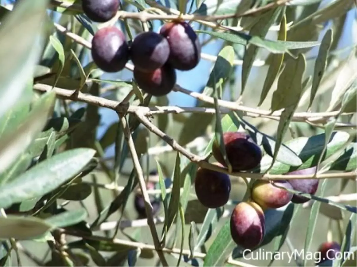 Karpuzlu\'ya Zeytin Tesisi