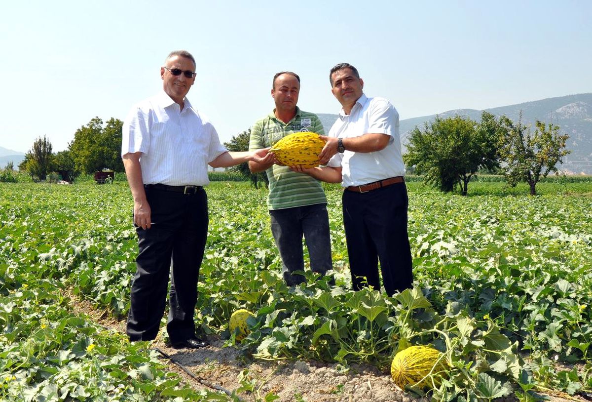 Kırkağaç\'ta Kavununun Verimi Artacak
